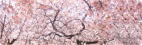 桜の写真